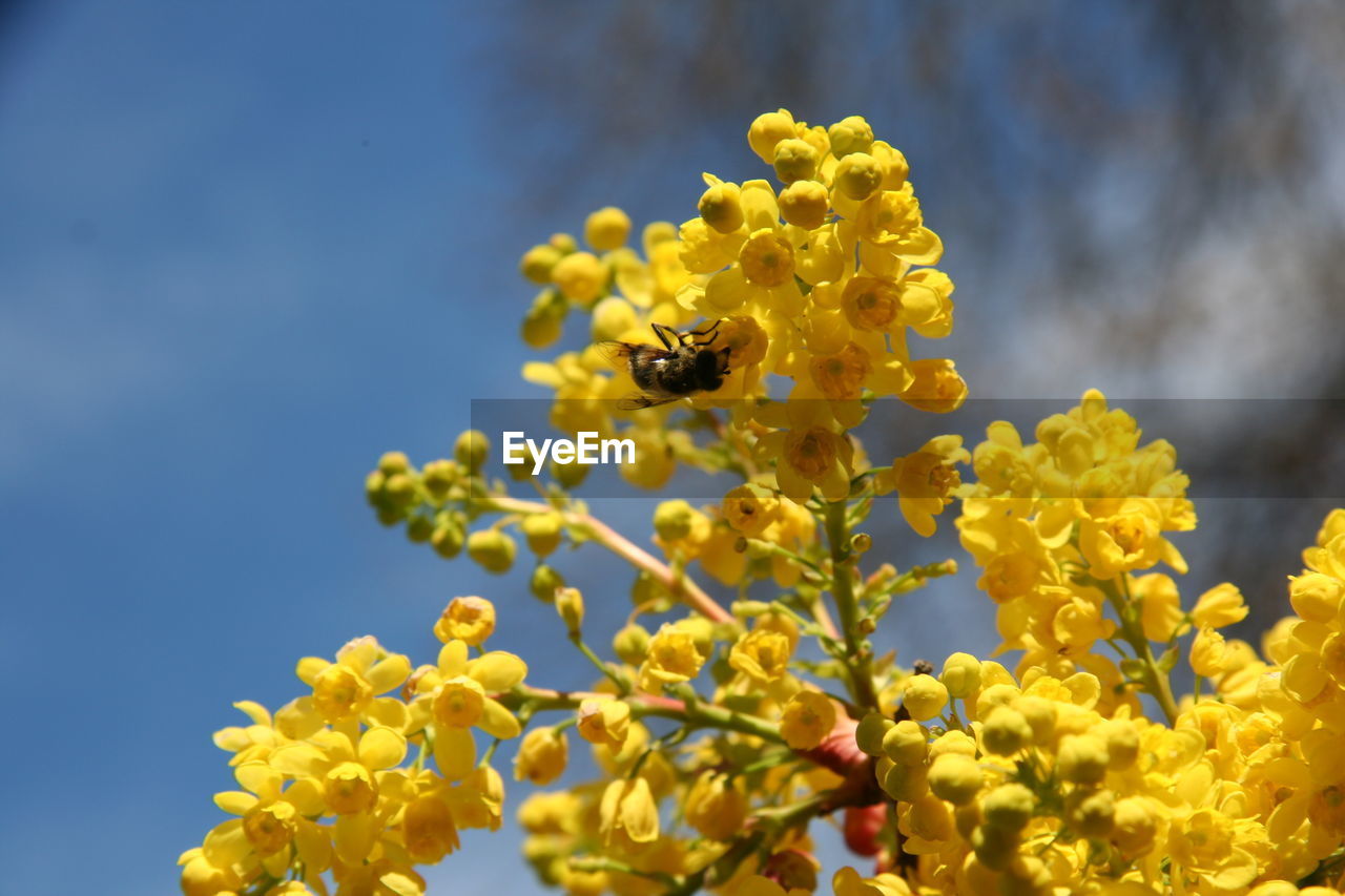 Close-up of bee pollinating on yellow flower