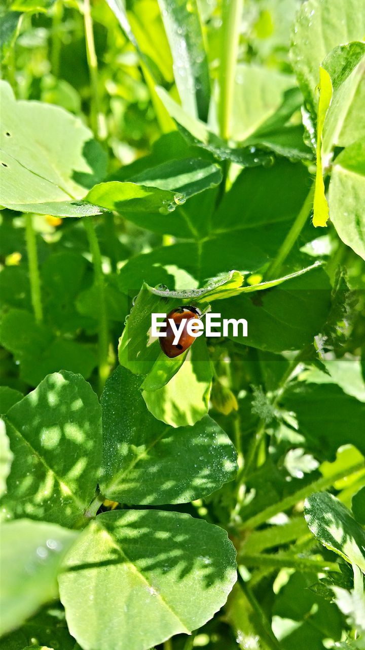 View of ladybug on leaf