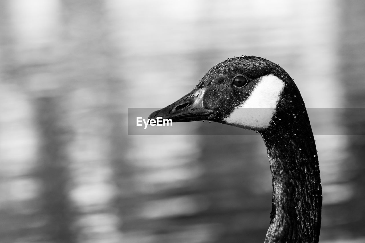 CLOSE-UP OF A HIGH ANGLE VIEW OF A BIRD ON LAKE