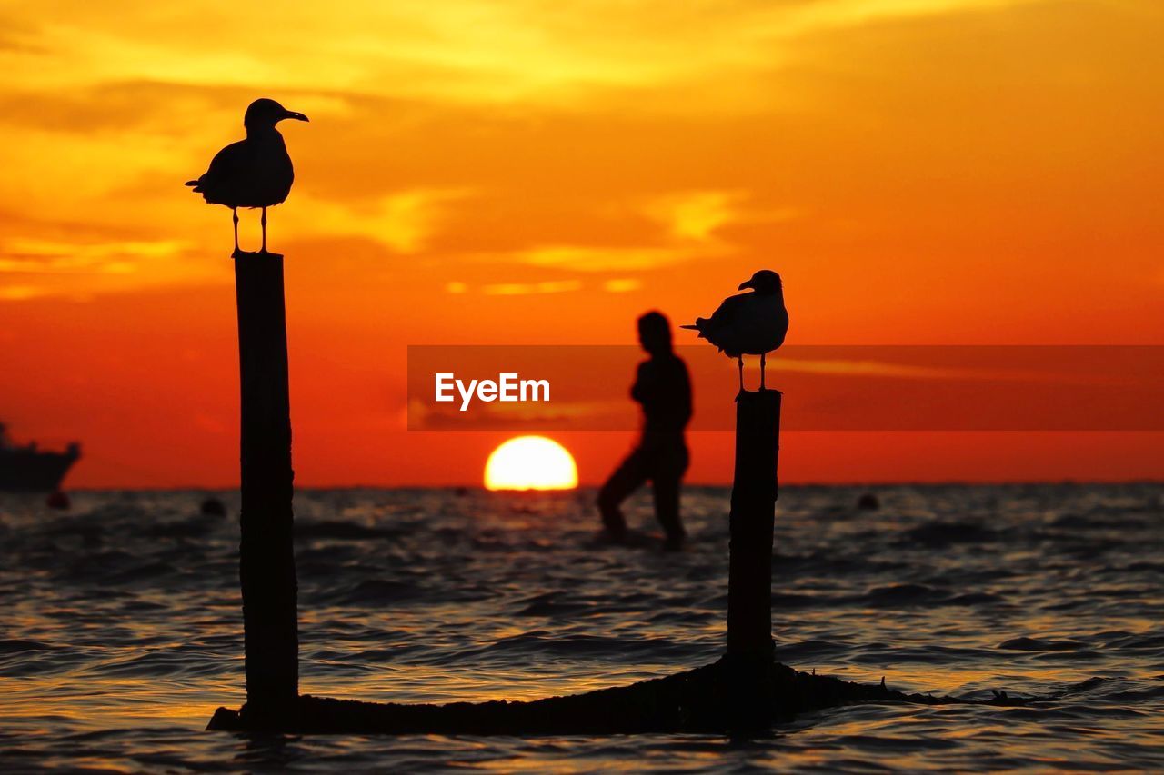 SILHOUETTE OF BIRD PERCHING ON WOODEN POST IN SEA