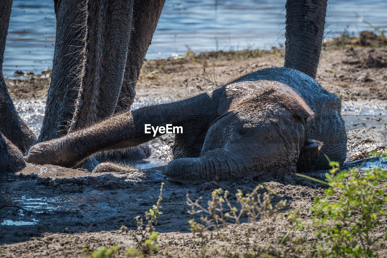 African elephant calf relaxing in mud