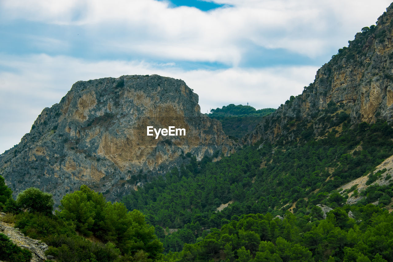 LOW ANGLE VIEW OF TREES ON MOUNTAIN AGAINST SKY