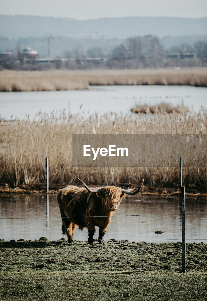 Scottish highland cattle standing on field by lake