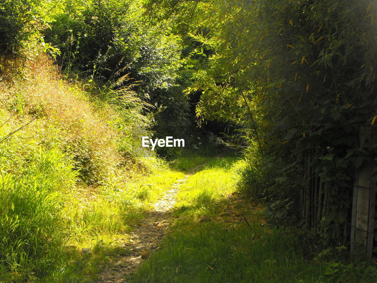 FOOTPATH LEADING TOWARDS TREES