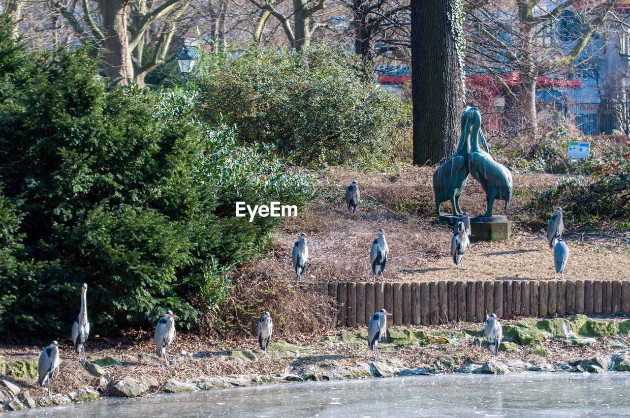 BIRDS ON TREE