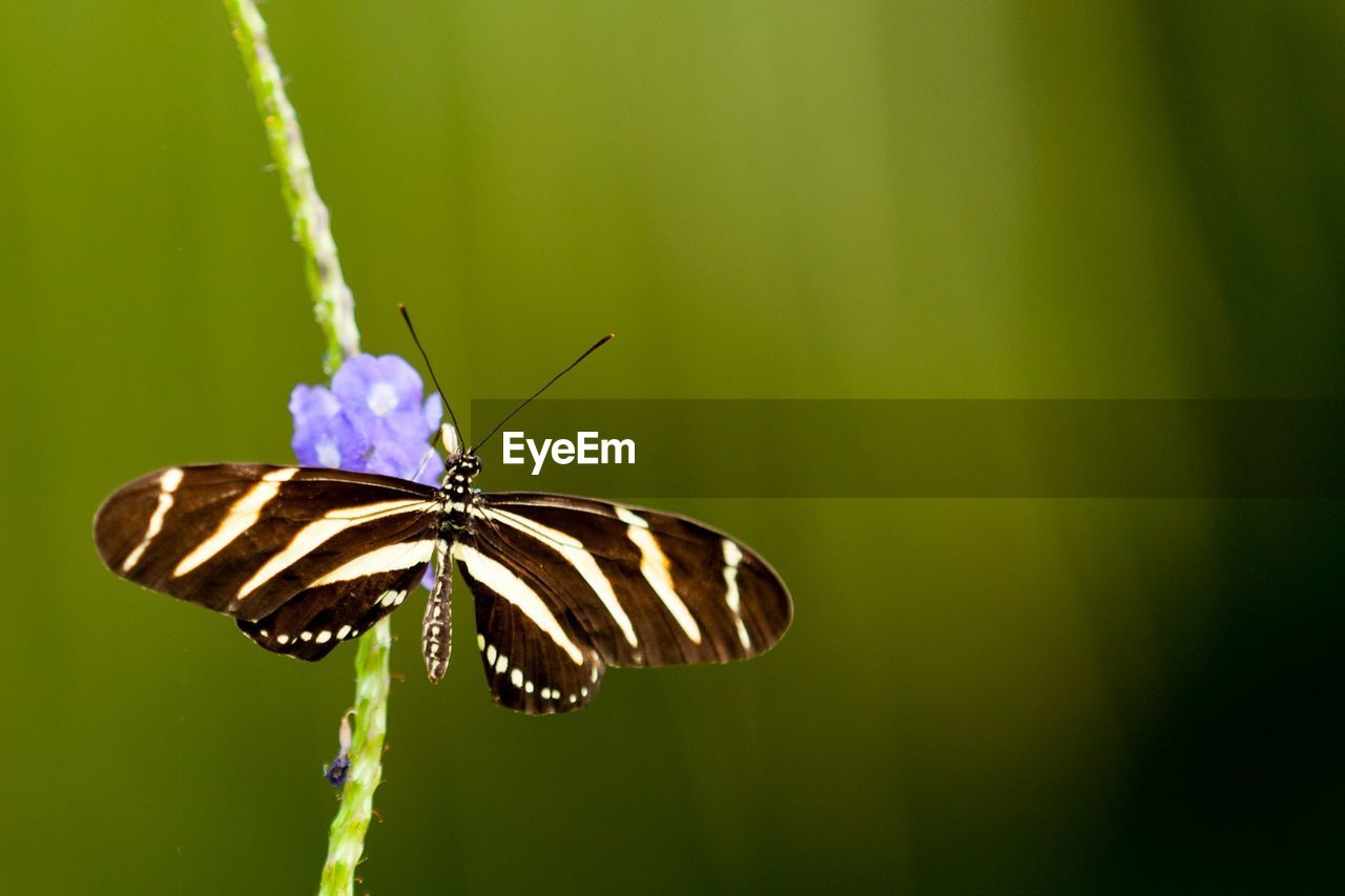 Close-up of butterfly pollinating on purple flower