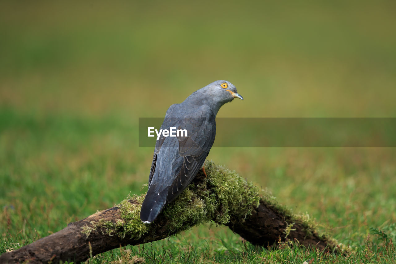 A common cuckoo up close