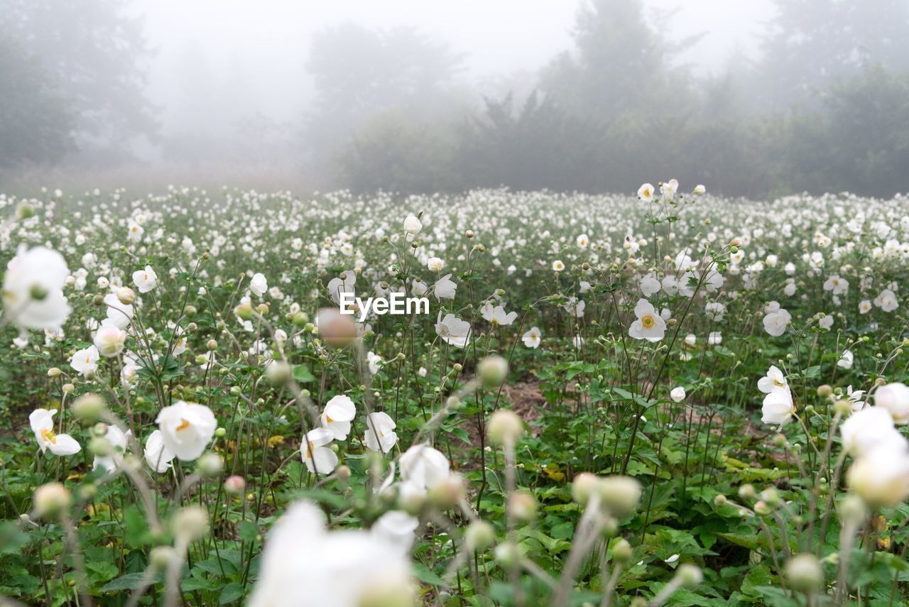 Close-up of white flowering plants on field