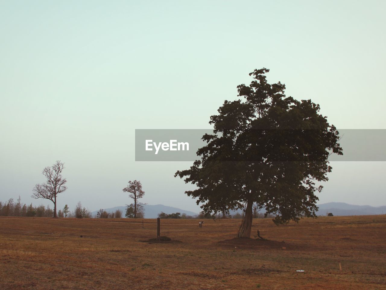 TREES ON FIELD AGAINST CLEAR SKY