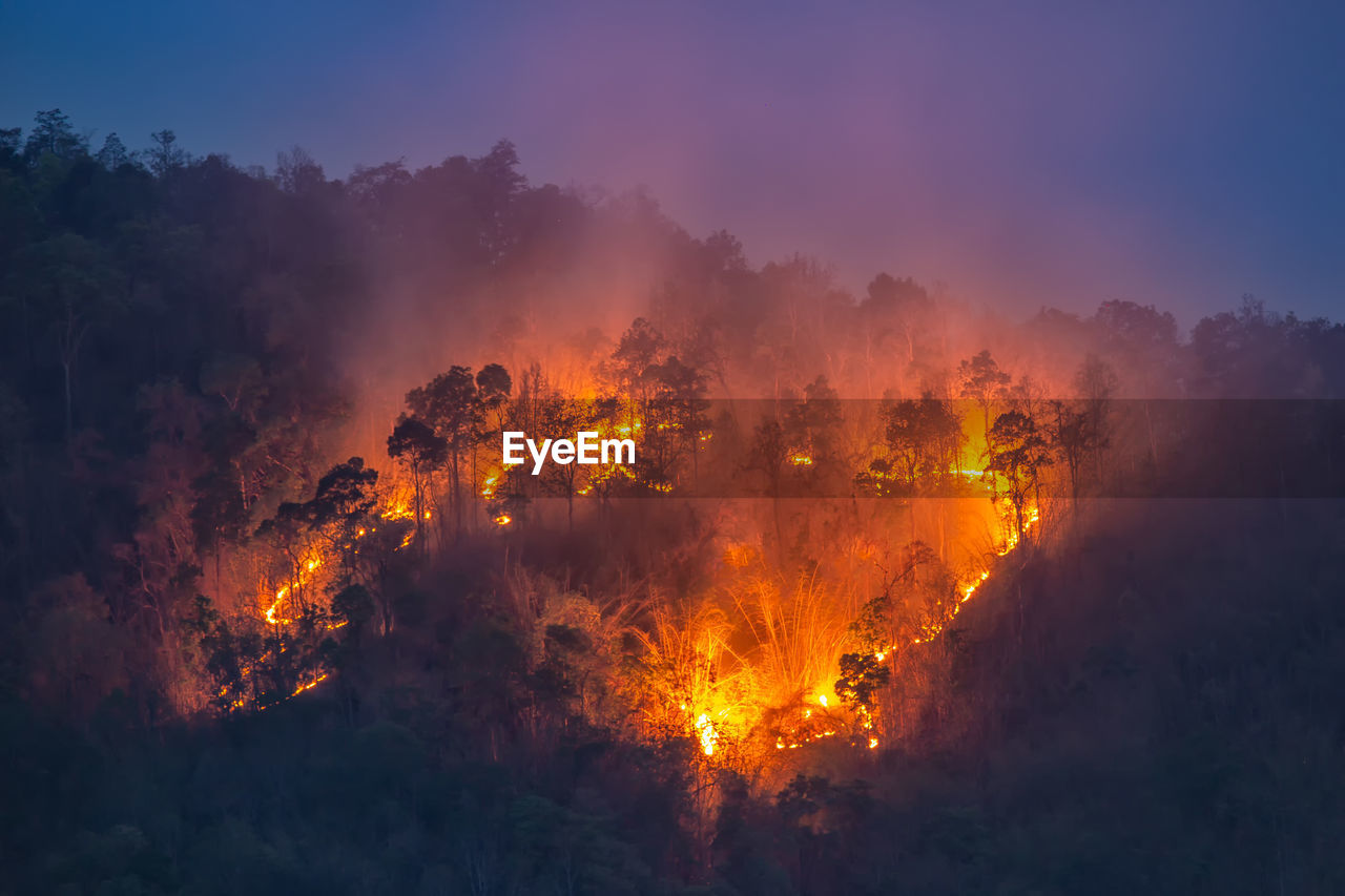 Scenic view of trees at night