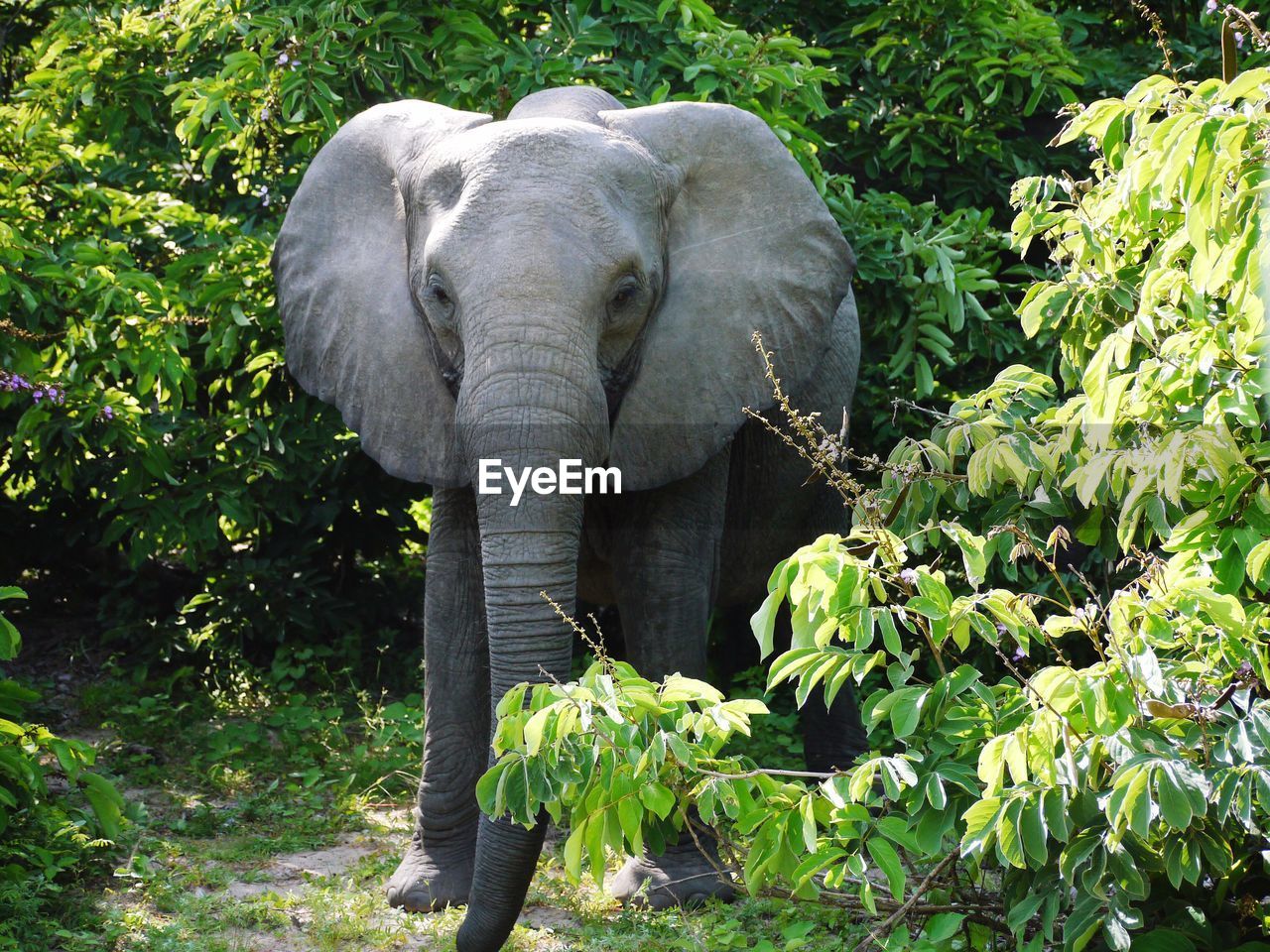 Elephant standing amidst plants