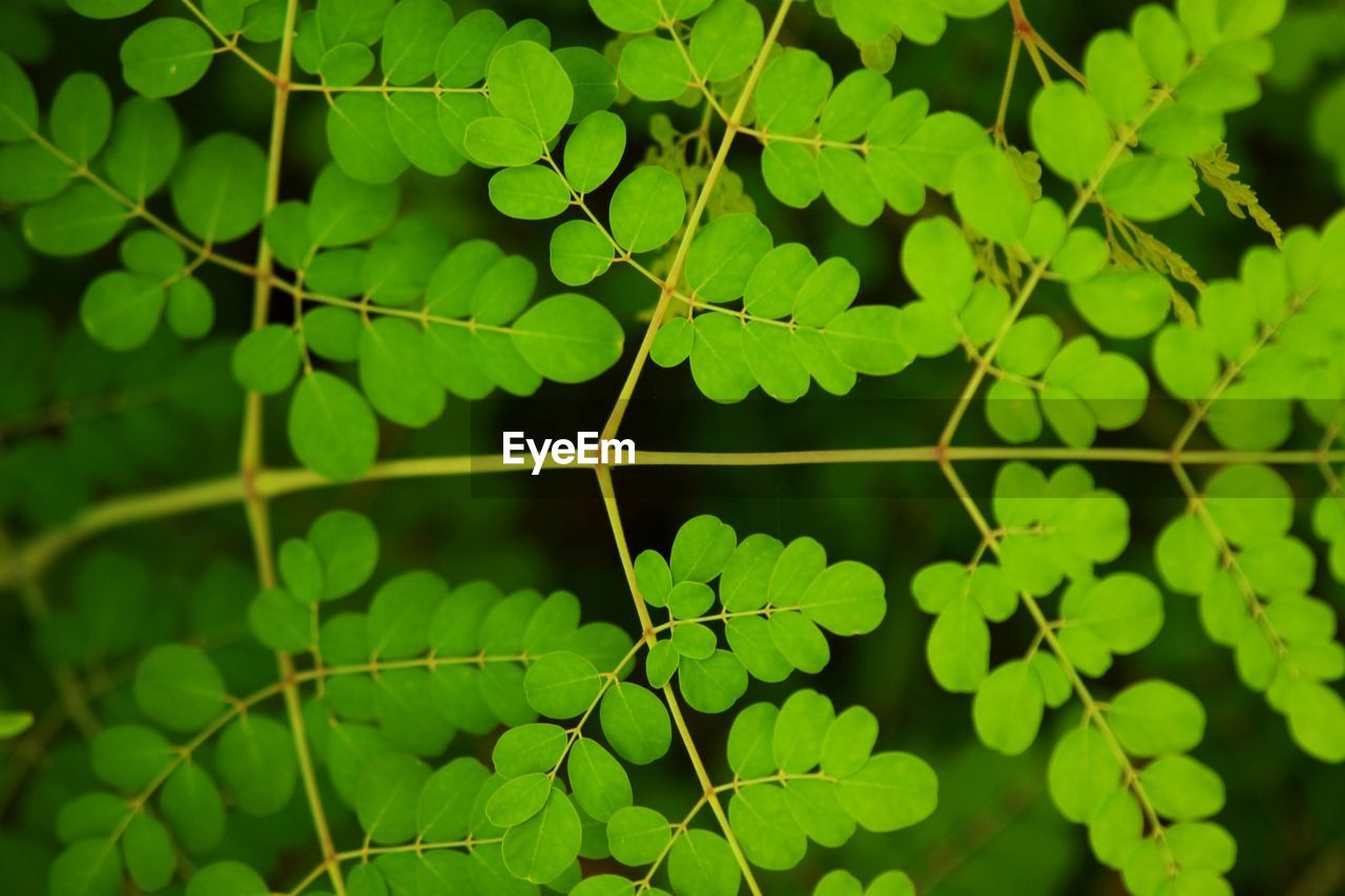 Full frame shot of leaves