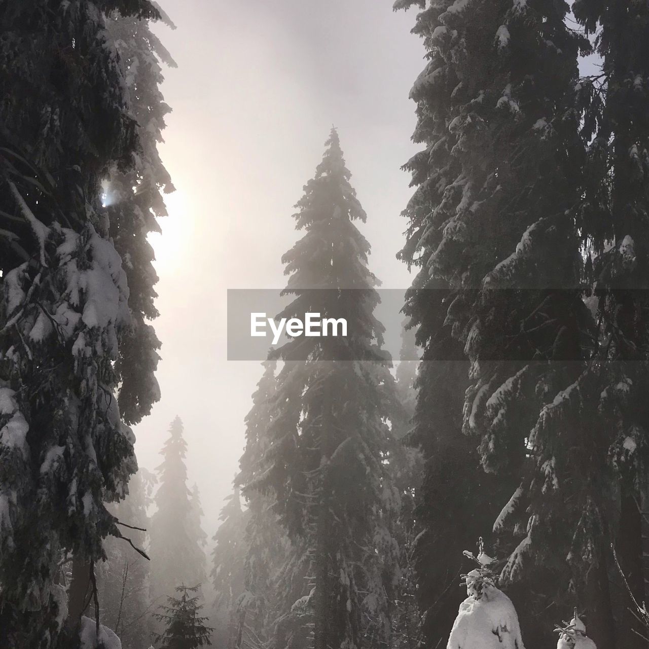 LOW ANGLE VIEW OF SNOW COVERED TREES IN FOREST