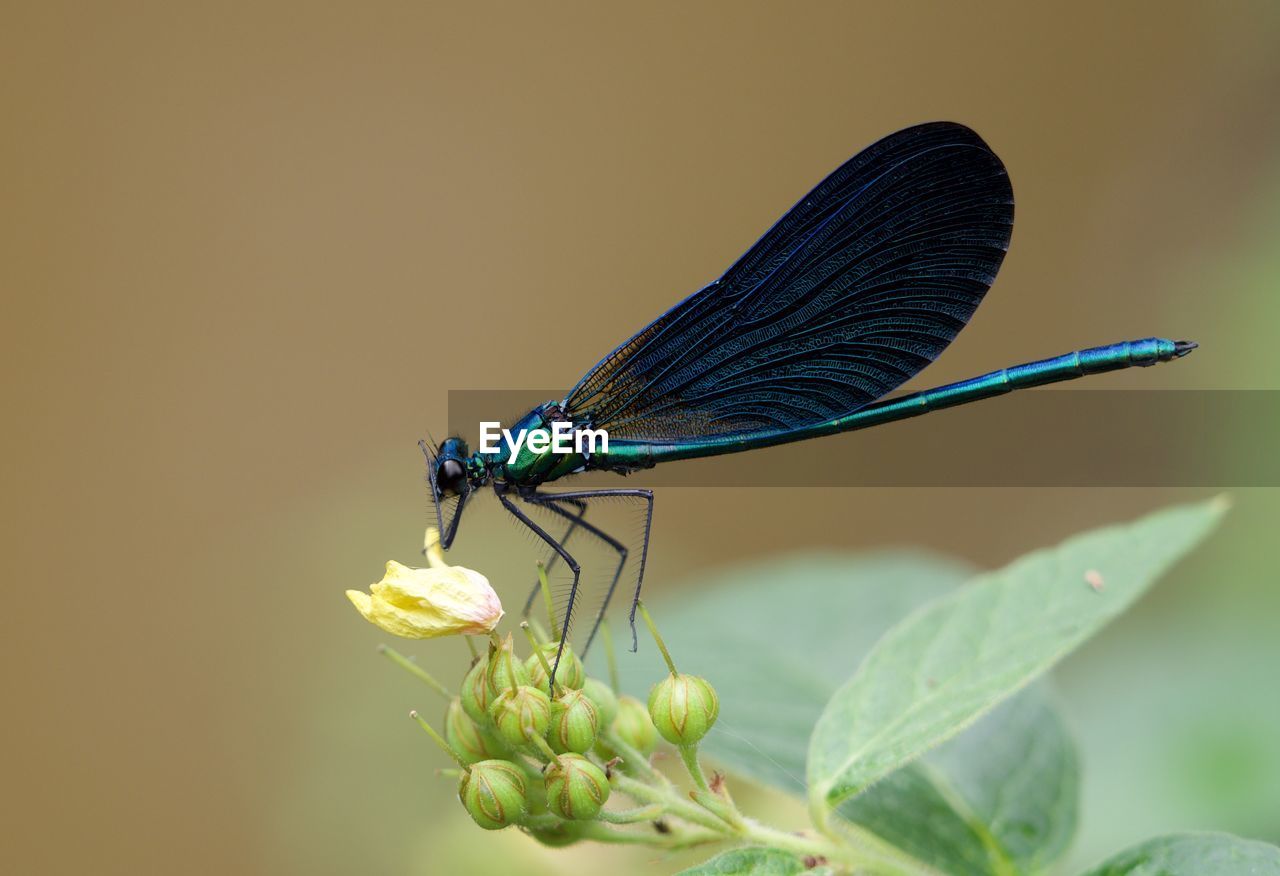 CLOSE-UP OF BUTTERFLY ON LEAF