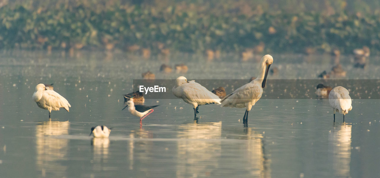 Closeup shot of migratory bird perching on the lake water