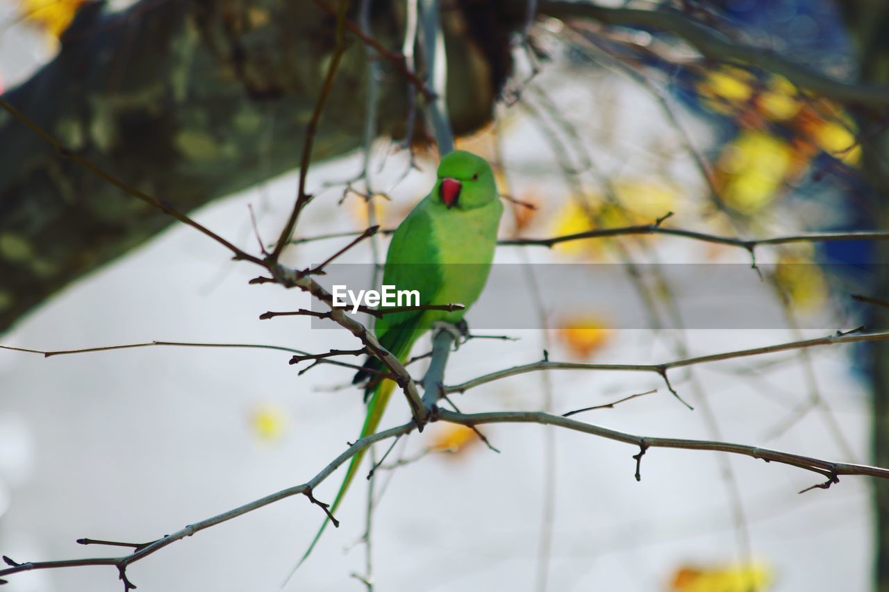 Close-up of parakeet perching on branch