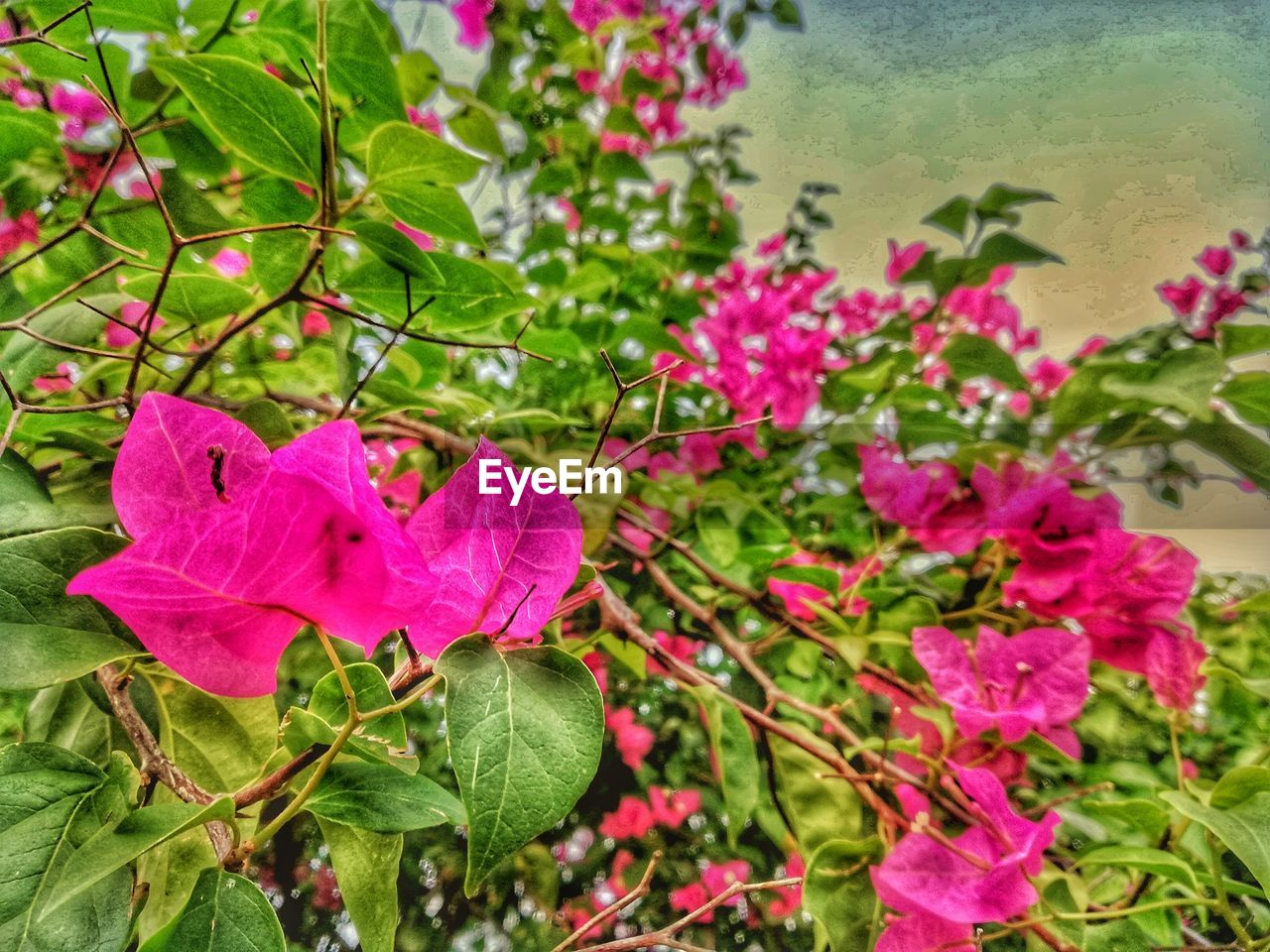 CLOSE-UP OF PINK BOUGAINVILLEA FLOWERS