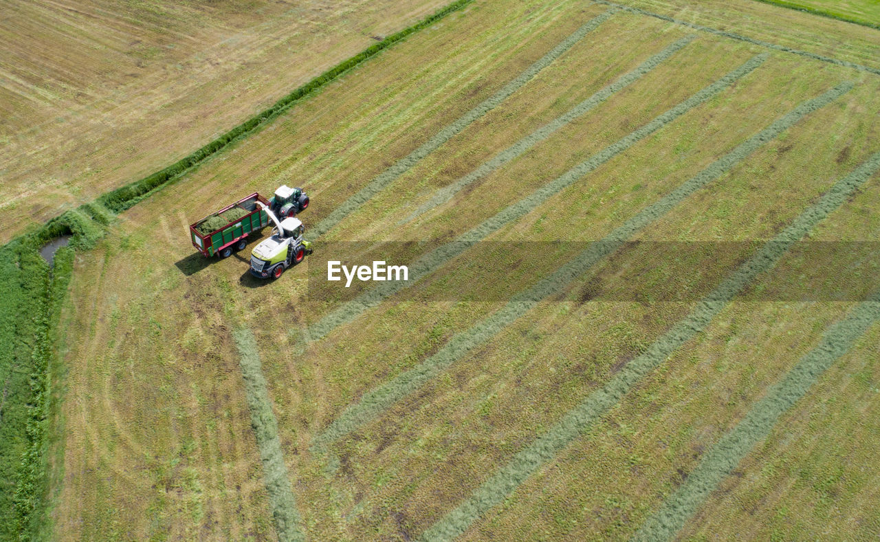 Grass harvester and tractor in the grass chop for animal feed