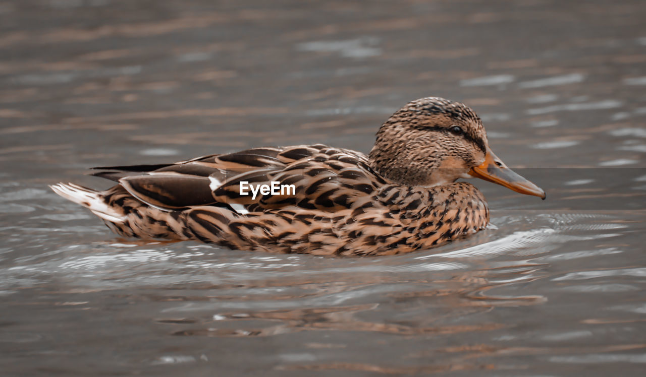 Close-up of mallard duck swimming in lake