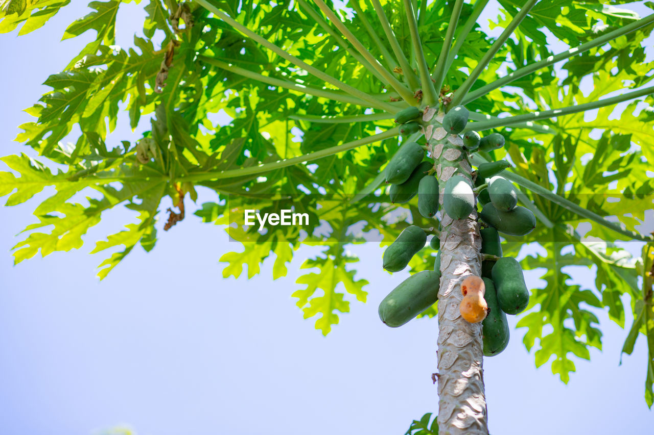 LOW ANGLE VIEW OF FRUIT TREE AGAINST SKY