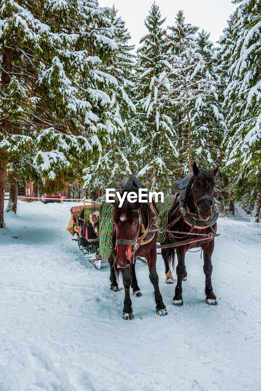 VIEW OF HORSE ON SNOW COVERED LANDSCAPE