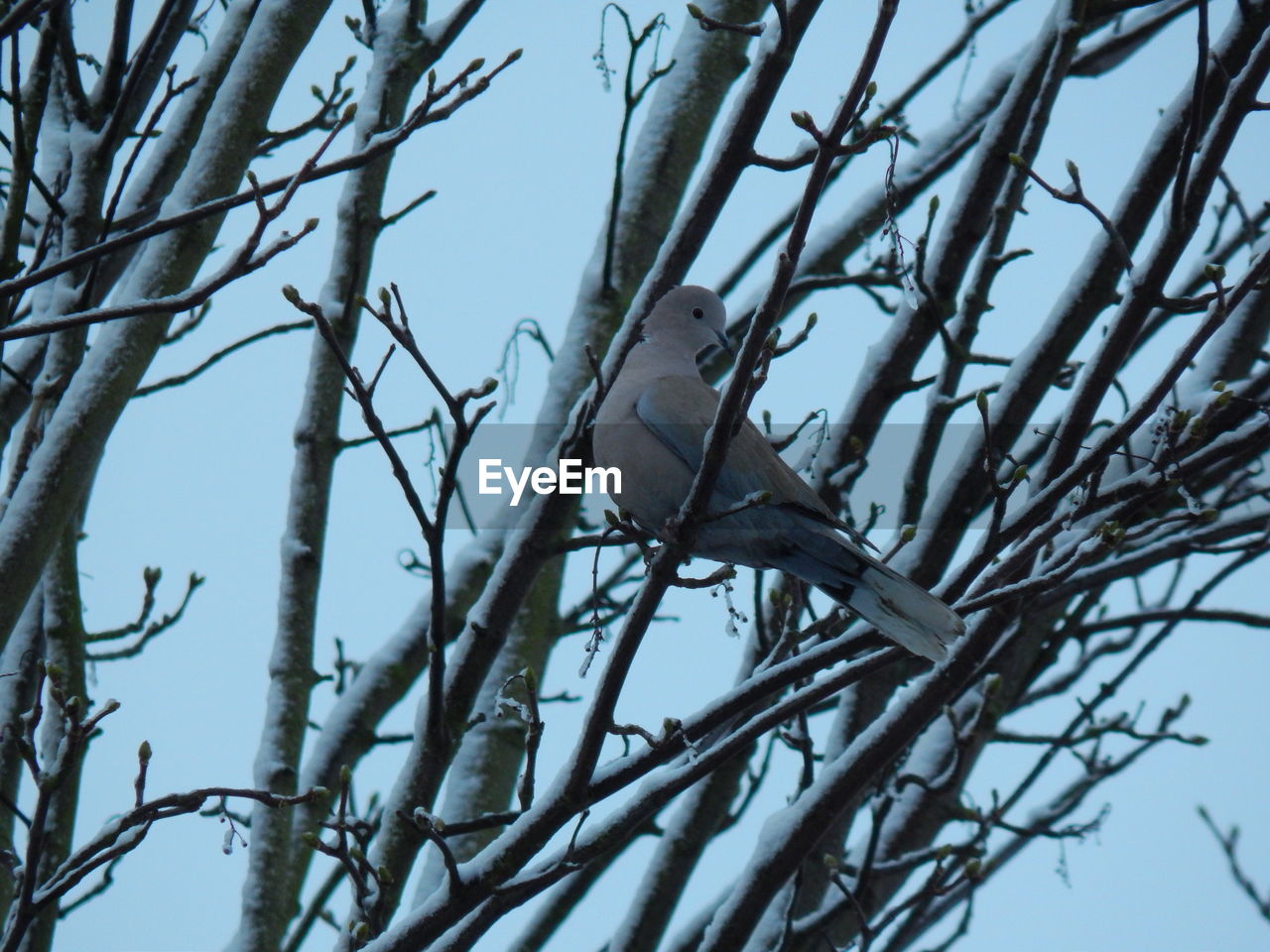 Low angle view of bare tree against clear sky