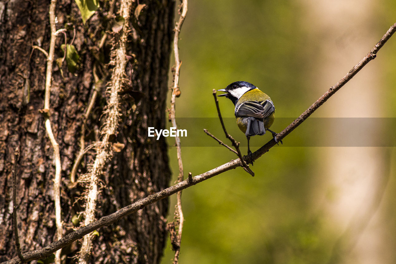 BIRD PERCHING ON BRANCH