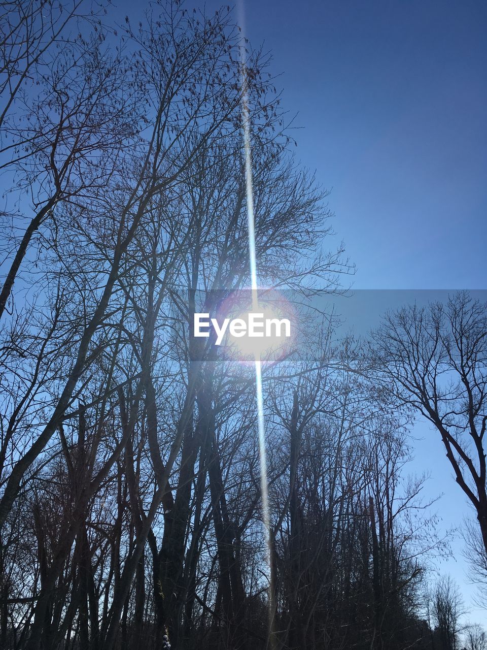 LOW ANGLE VIEW OF TREES AGAINST SKY