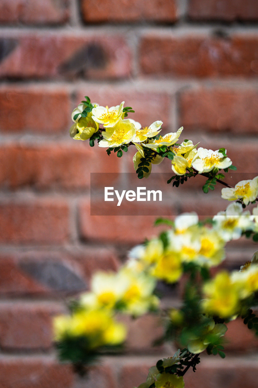 yellow, brick wall, brick, plant, flower, wall, flowering plant, nature, green, no people, growth, freshness, wall - building feature, architecture, beauty in nature, close-up, fragility, spring, day, autumn, outdoors, leaf, built structure, focus on foreground, flower head, floristry, blossom, selective focus