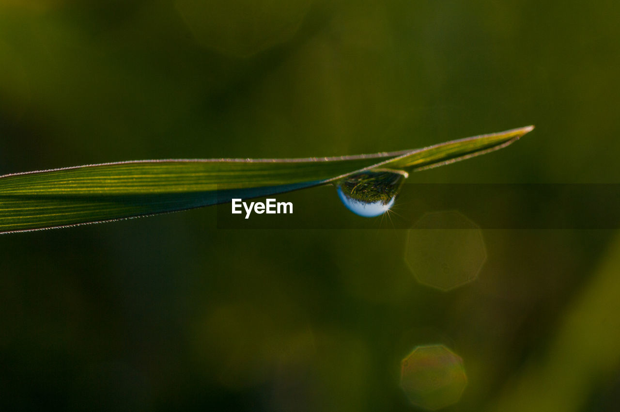 CLOSE-UP OF WATER DROP ON PLANT