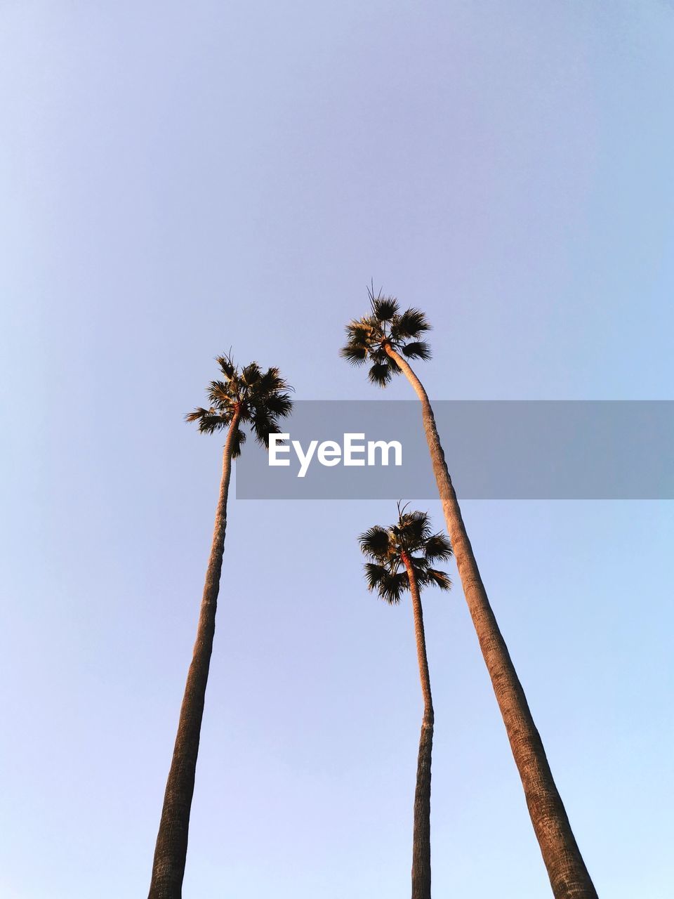 Low angle view of  palm tree against blue sky