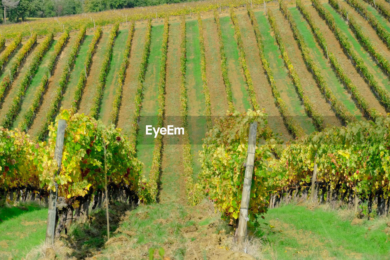 View of vineyard against clear sky