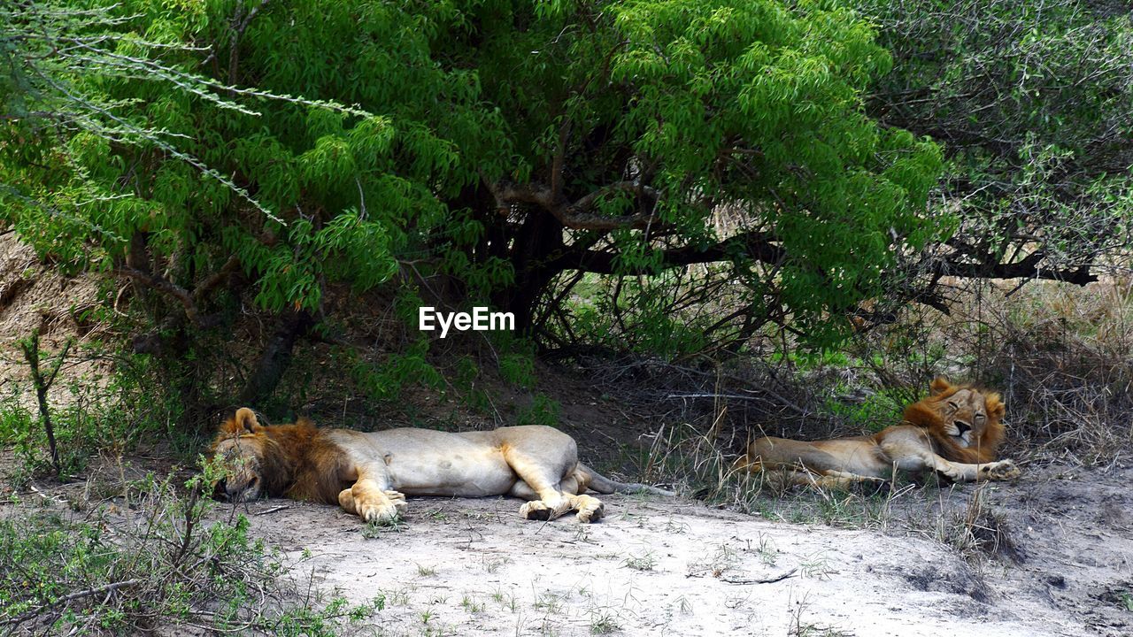 Lions sleeping on field by trees at murchison falls national park