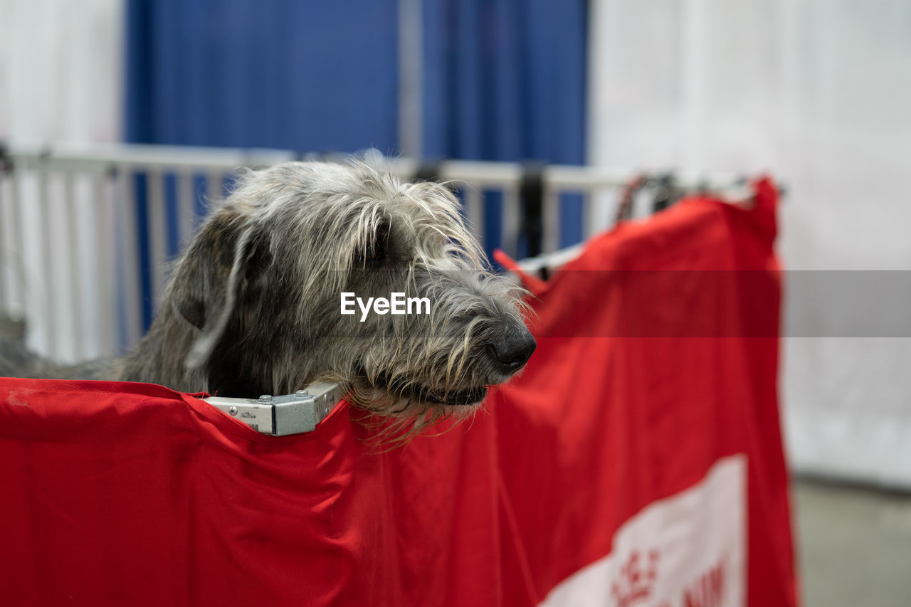 CLOSE-UP OF A DOG WITH RED MOUTH