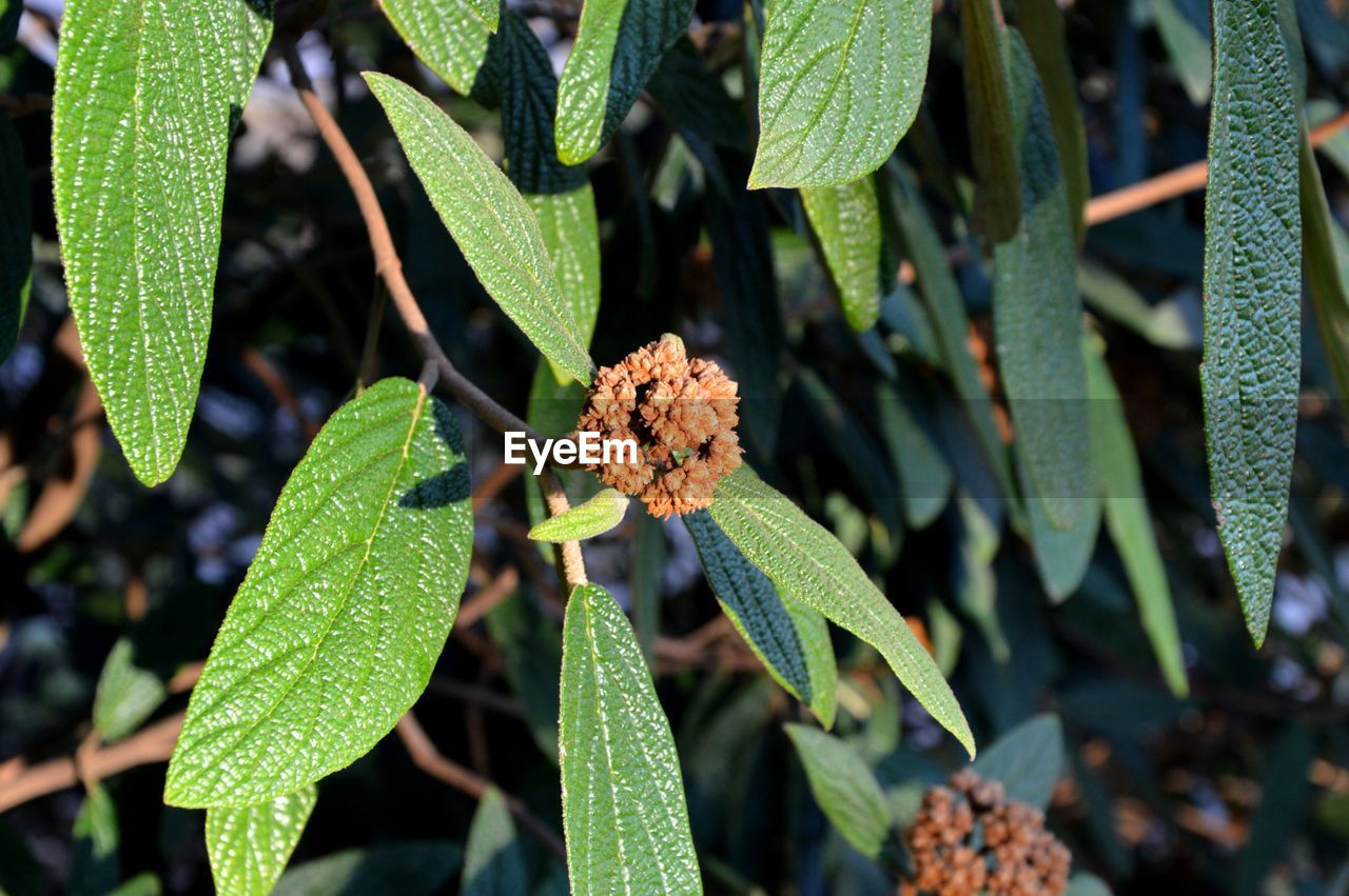 CLOSE-UP OF GREEN PLANT