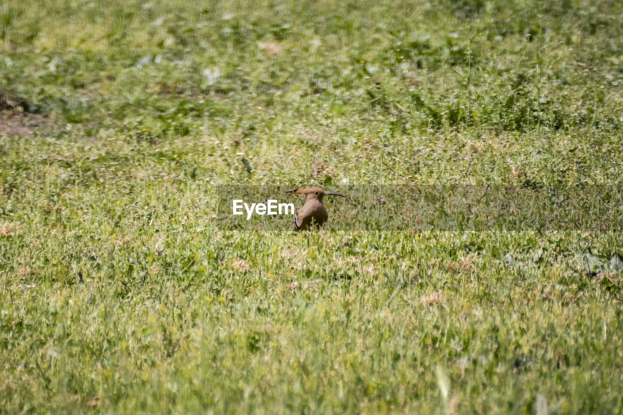 grass, animal themes, animal, one animal, green, plant, animal wildlife, wildlife, lawn, grassland, field, meadow, land, nature, no people, day, prairie, bird, growth, selective focus, outdoors, pasture, flower, natural environment, mammal, sunlight