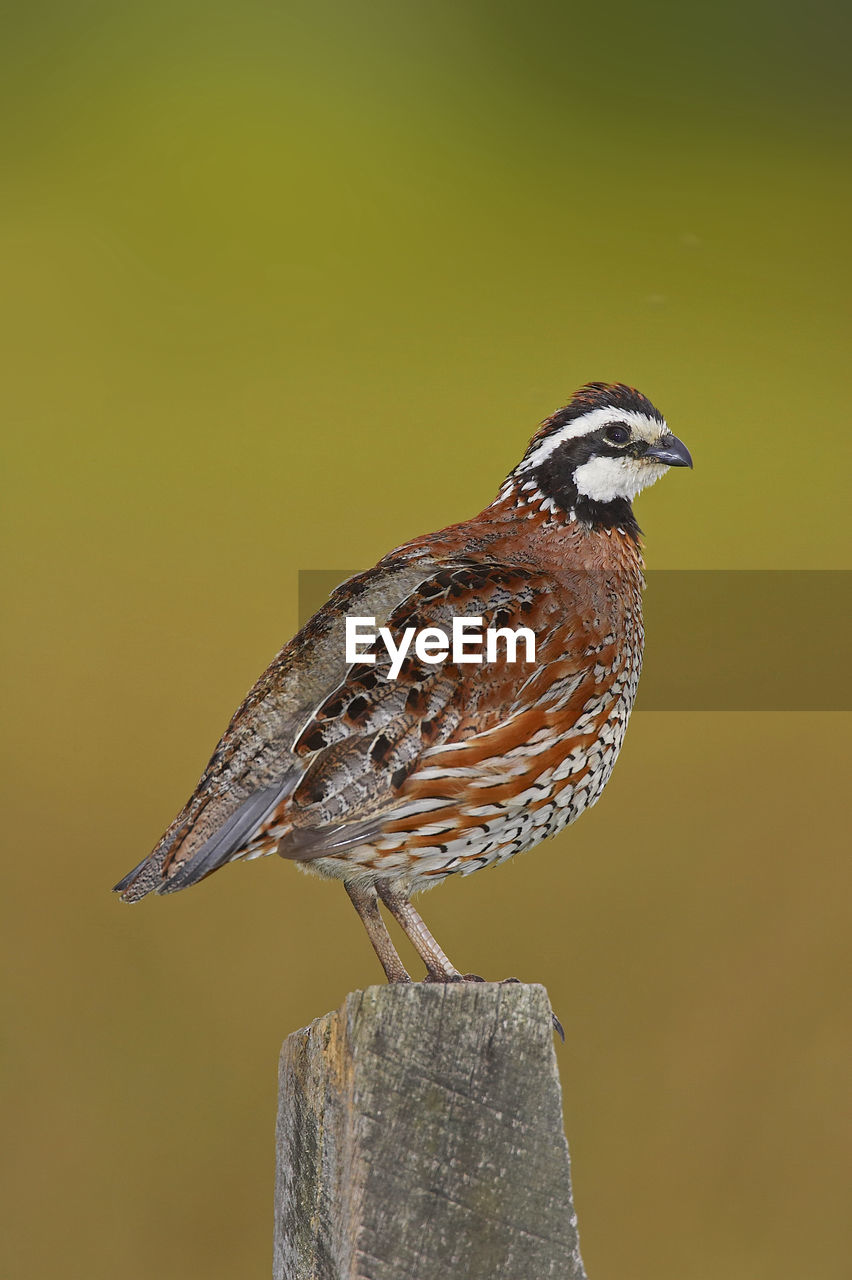 CLOSE-UP OF BIRD PERCHING OUTDOORS