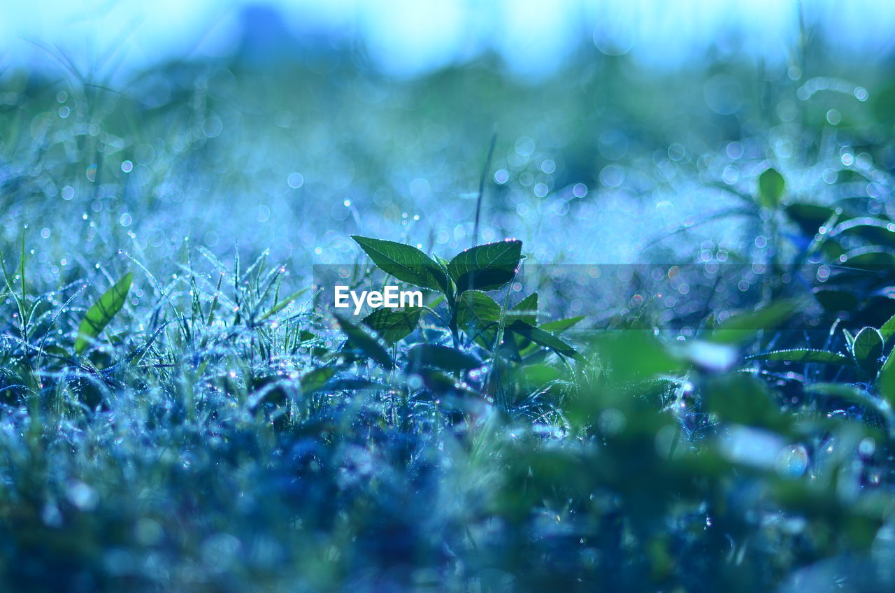 Close-up of raindrops on grass