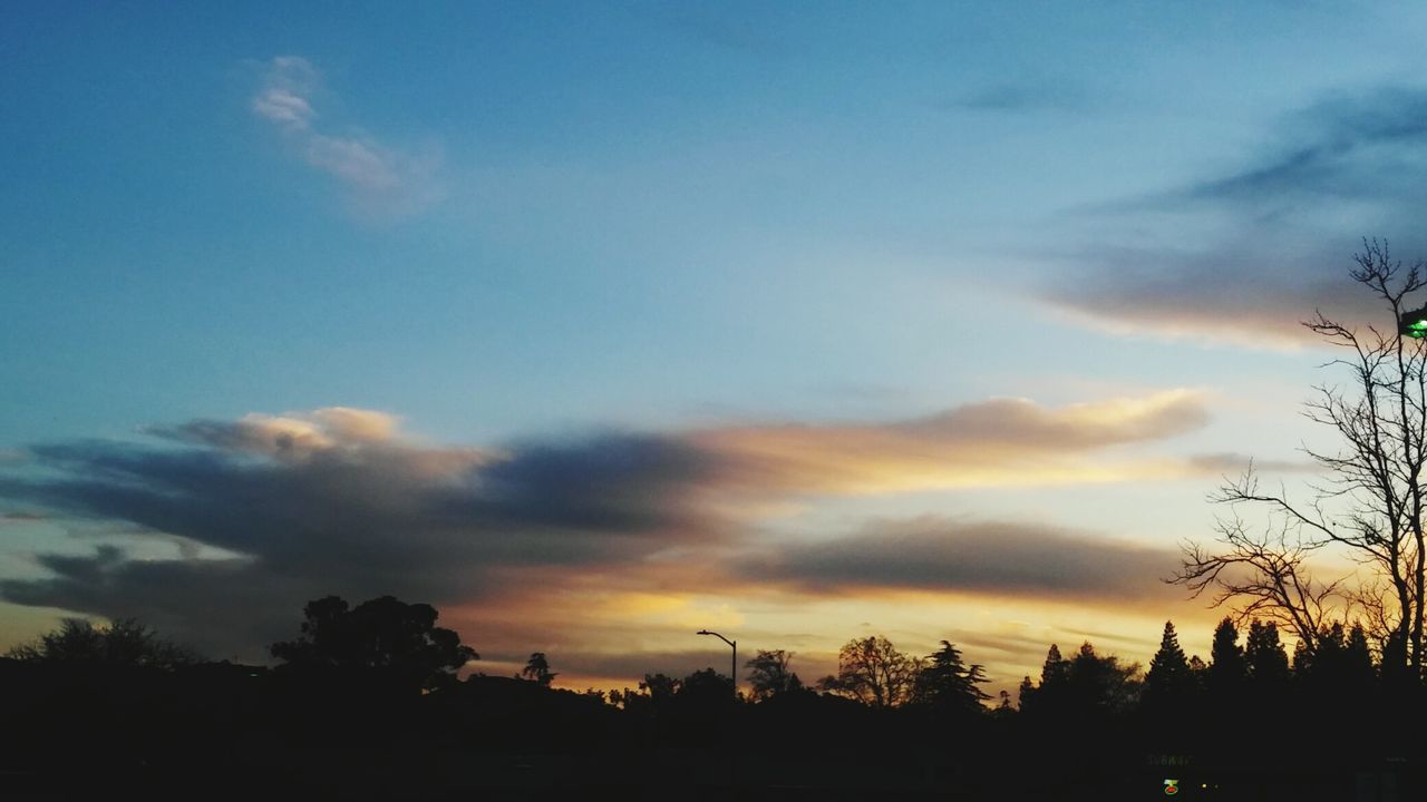 SILHOUETTE OF TREES AT SUNSET