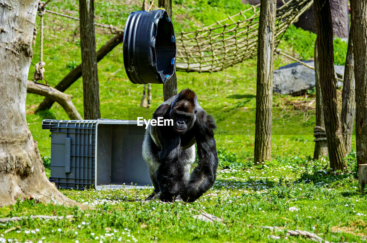 portrait of monkey sitting on field