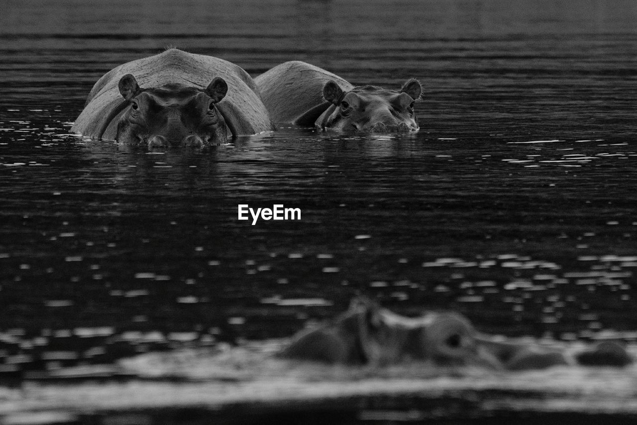 Close-up of hippos in water
