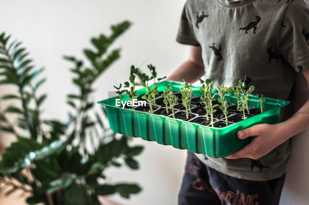 A large container with sprouted green peas in the boy's hands.