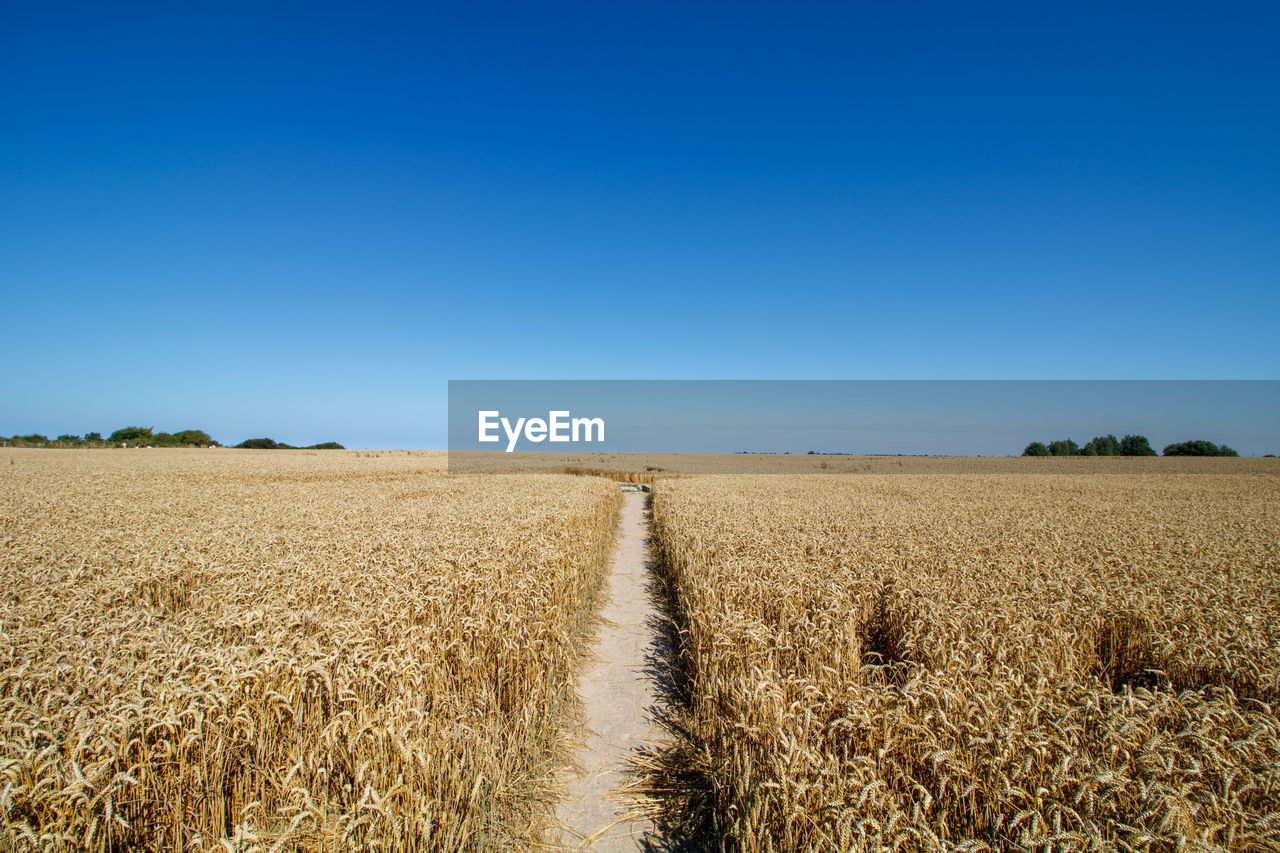 Scenic view of field against clear blue sky