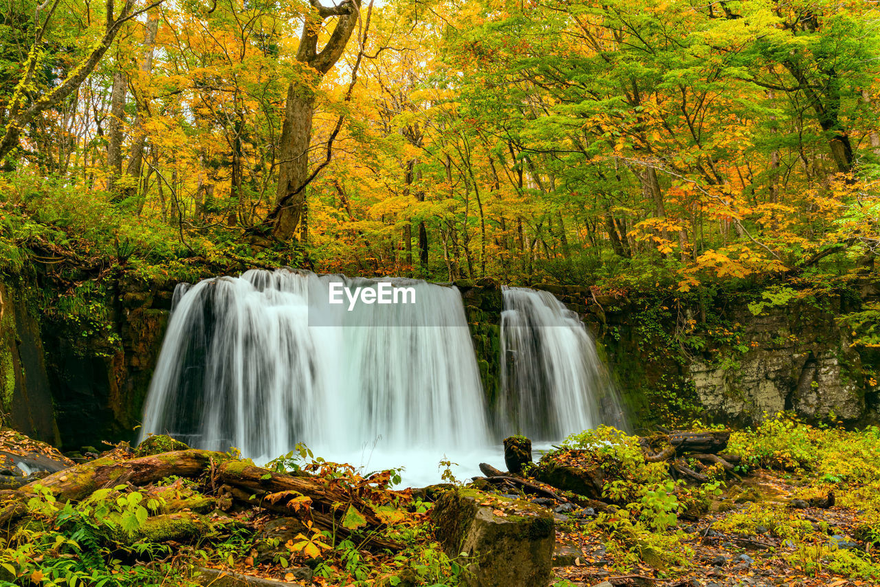 Scenic view of waterfall in japan forest