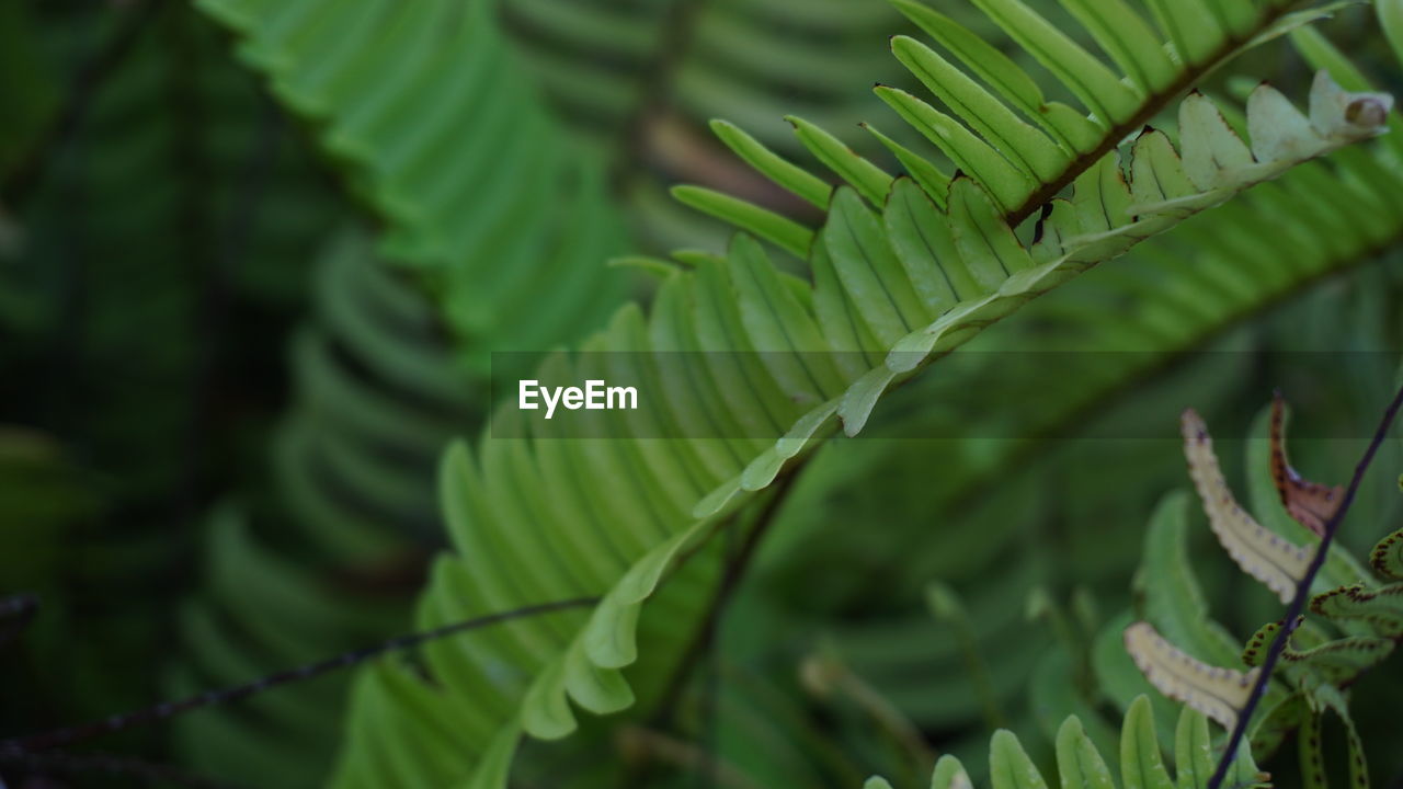 close-up of leaves on plant