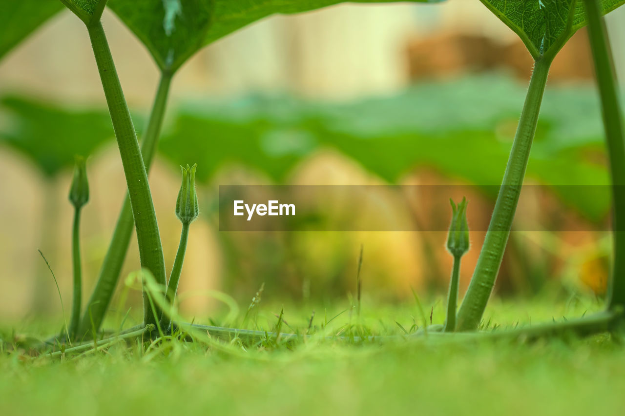 Close-up of fresh green grass in field