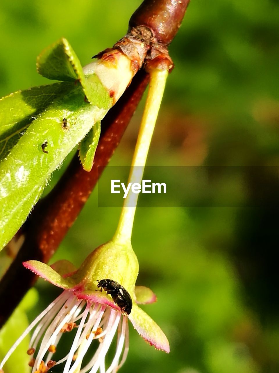 CLOSE-UP OF CATERPILLAR ON LEAF
