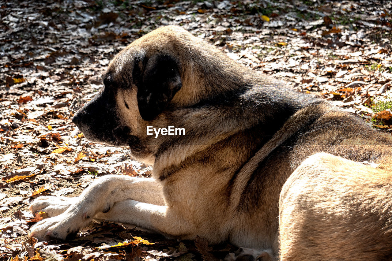 VIEW OF DOG SITTING ON LAND