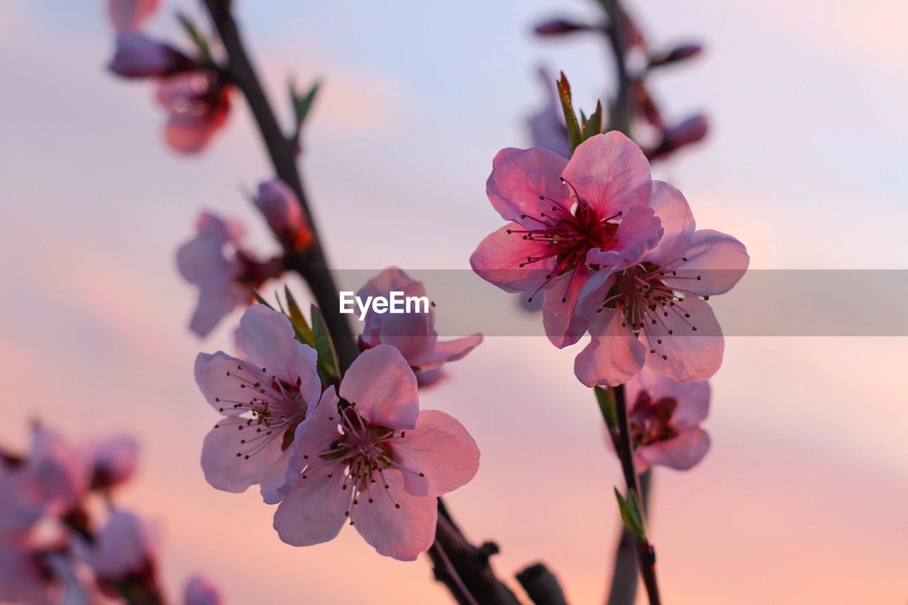 CLOSE-UP OF PINK FLOWERS BLOOMING OUTDOORS