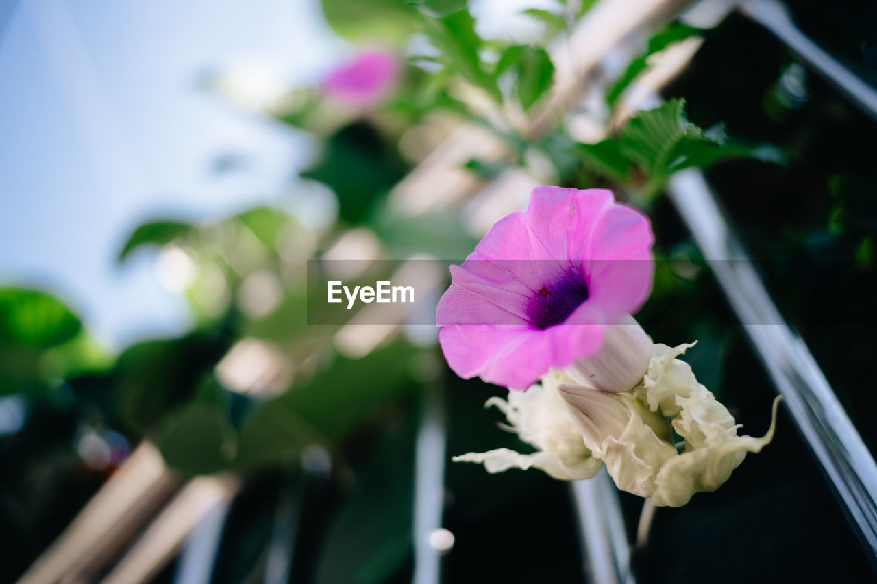 Close-up of pink flowering plant